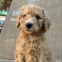 Honeydew 🍈 - Apricot Goldendoodle puppy in Fort Worth, Texas from Shapa Breeding
