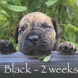 Boerboel Puppies from Silverthorne Boerboels