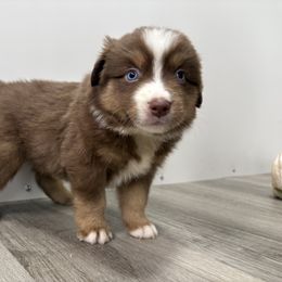 Boy 1 - Red tri-color male Australian Shepherd puppy in Eolia, Missouri from Barefoot Kennel