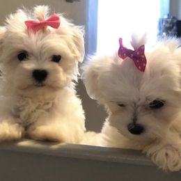 Maltese, Maltipoo, and Poodle Puppies from Healing Pawz LLC