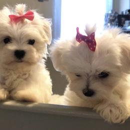 Maltese, Maltipoo, and Poodle Puppies from Healing Pawz LLC