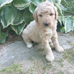 Goldendoodle Puppies from Ninnie's Doodles