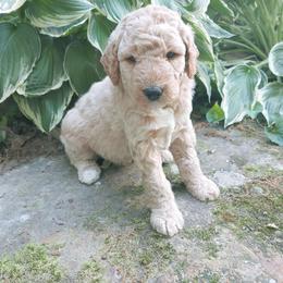 Goldendoodle Puppies from Ninnie's Doodles