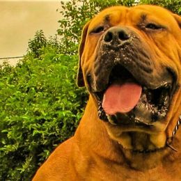 Tonner - Boerboel