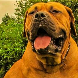 Tonner - Boerboel