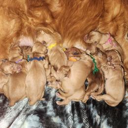 Polly Teal Girl - Dark golden female Golden Retriever puppy in Idaho Falls, Idaho from Once Upon A Dream Kennels