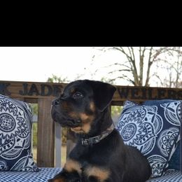 Rottweiler Puppies from Black Jade Rottweilers