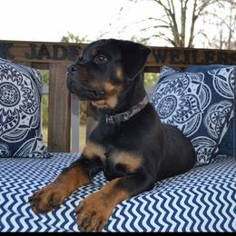 Rottweiler Puppies from Black Jade Rottweilers