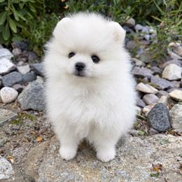 Frosty x Mitzi Cream Male - Cream male Pomeranian puppy in Pocatello, Idaho from Avalon Pomeranians