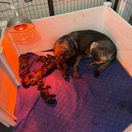 Boy 3 - Bi-color male German Shepherd puppy in New York from Spitze German Shepherds