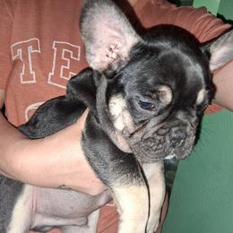 Max - Black and tan male French Bulldog puppy in Canton, Texas from A&B 4ever Frenchies