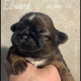 Edward - Black gold and white male Shih Tzu puppy in Beatrice, Nebraska from I Shih Tzu Not Puppies