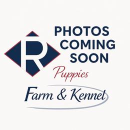 Red - Red tri female Miniature Australian Shepherd puppy in Gravette, Arkansas from DiamondR Mini Aussies @ DiamondR Farm & Kennel