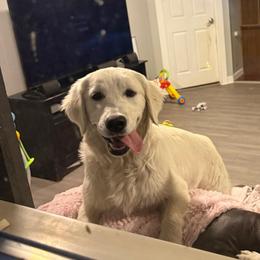 Mackenzie - Light golden female Golden Retriever puppy in Colorado Springs, Colorado from Sharp Guardians and Goldens
