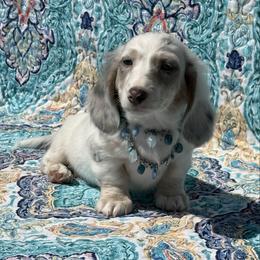 Pedro - Gray (blue) and cream male Dachshund puppy in Lincoln, Arkansas from Red Dirt Dachshunds