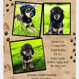 Bernedoodle, Cavapoo, and Poodle All Grown Up from Kelly Brooks