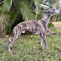 Teddy - Whippet