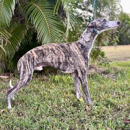 Teddy - Whippet