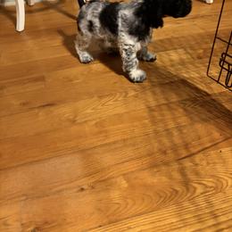 Smokey - Blue roan male Cocker Spaniel puppy in Sautee Nacoochee, Georgia from Candy's Cockers