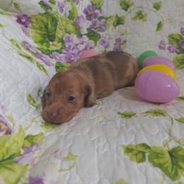 Willow - Dapple female Dachshund puppy in Opelika, Alabama from Dachshund Darlins