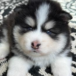 Bobo - Black and white male Pomsky puppy in Mc Minnville, Oregon from West Coast Pomskies