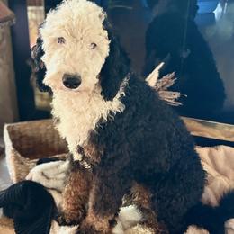 Bristol - Tri-color female Bernedoodle puppy in Bristol, Tennessee from 4goldendoodles