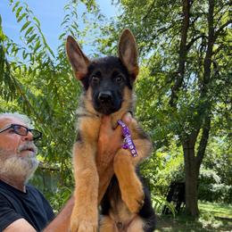 Male (purple collar) - Black and red male German Shepherd puppy in Dallas, Texas from Sam's Highest Quality Shepherds
