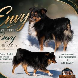 Envy - Toy Australian Shepherd