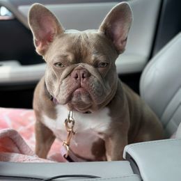 Izzy - French Bulldog