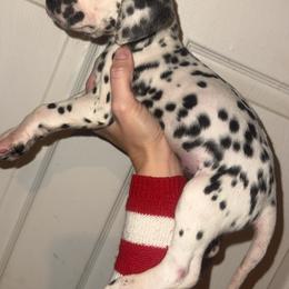 Snowball - White and black female Dalmatian puppy in Bremen, Georgia from Clark’s Dalmatians