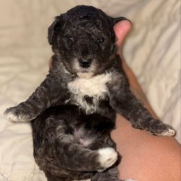 Girl 3 - Phantom female Goldendoodle puppy in Holly, Colorado from Vida’s Loving Doodles