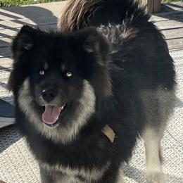 Reaper - Siberian Husky