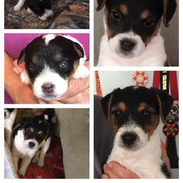 Jack Russell Terrier Puppies from Gem Dandy Jack Russell Terriers