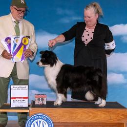 Tank - Border Collie