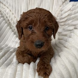 Goldendoodle Puppies from Penny Doodles VA