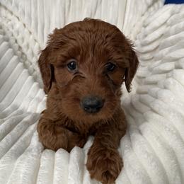 Goldendoodle Puppies from Penny Doodles VA