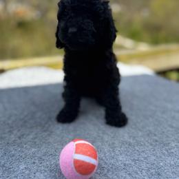 Luisa (Baby 2) - Black female Poodle puppy in Rocky Top, Tennessee from WayMakers Papillons & Poodles