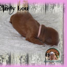 Cindy Lou Who - Dark golden female Golden Retriever puppy in Anson, Texas from Diamond Bar N Ranch