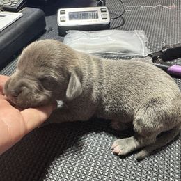 Mountain Cur puppies from Walnut Ridge Mountain Curs