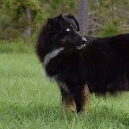 Riley - Australian Shepherd