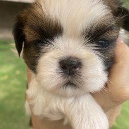 Shih Tzu Puppies from Willow Lane Shih Tzus