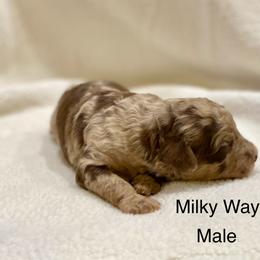 Aussiedoodle Puppies from White River Doodles