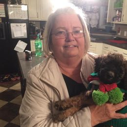 Poodle Puppies from Tails Up Standard Poodles