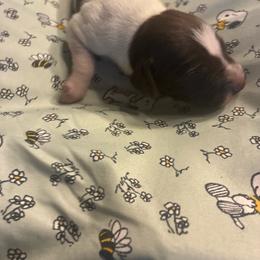 Yellow - White and liver female German Shorthaired Pointer puppy in Spencer, Massachusetts from Outback Kennels