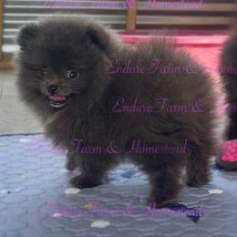 Pomeranian Puppies from Endure Farm & Homestead