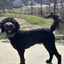 Nova - Goldendoodle