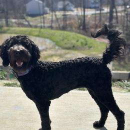 Nova - Goldendoodle