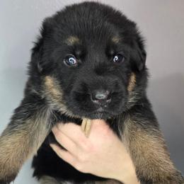 White - Black and red female German Shepherd puppy in Tony, Wisconsin from Muddy Acres German Shepherds