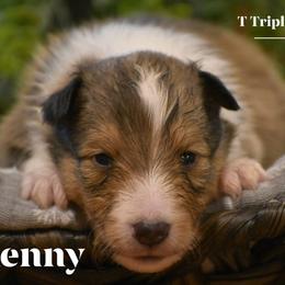 Kenny-Brown collar - Sable and white male Shetland Sheepdog puppy in Gladbrook, Iowa from T Triple C Shelties