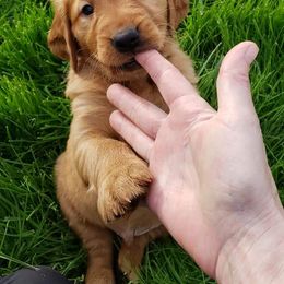 Golden Retriever and Labrador Retriever Puppies from Sutter Bay Retrievers